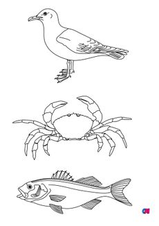 Coloriages d'animaux - Animaux de bord de mer, un goeland, un crabe et un loup de mer