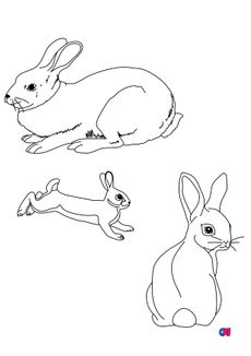 Coloriages d'animaux - Des lapins et un lapereau