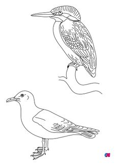 Coloriage d'oiseau - Des oiseaux, un martin-pêcheur et une goéland bourgmestre