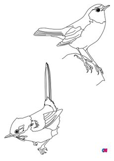 Coloriage d'oiseau - Des oiseaux, une fauvette pitchou et un rougequeue à front blanc