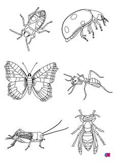Coloriages d'animaux - Insectes : gendarme, coccinelle, papillon, fourmi, grillon et frelon