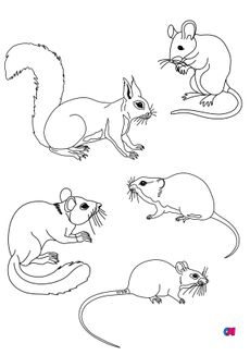 Coloriages d'animaux - La campagne, un écureuil, des souris, un loir et un campagnol