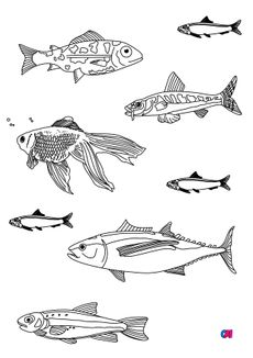 Coloriages d'animaux - Quelques poissons 2