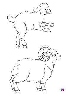 Mes premiers coloriages - Un agneau et un bélier