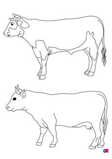 Coloriages d'animaux - Un bœuf et une vache