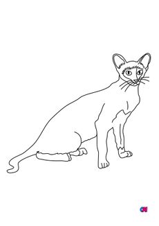 Coloriages d'animaux - Un chat siamois