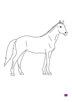 Coloriage de chevaux - Un cheval très calme
