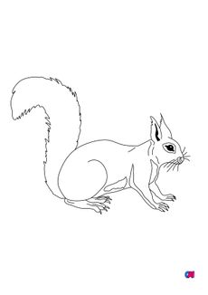 Coloriages d'animaux - Un écureuil attentif