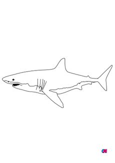 Coloriages d'animaux - Un requin blanc