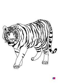 Coloriages d'animaux - Un tigre solitaire