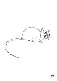 Coloriages d'animaux - Une souris attentive