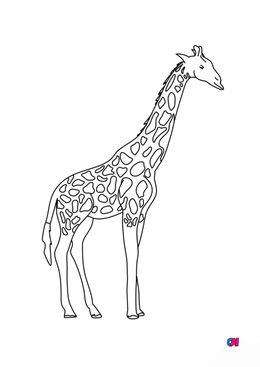 Coloriages d'animaux - Girafe