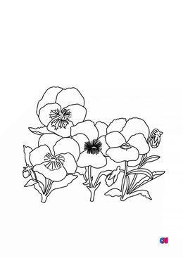 Coloriage de fleurs - Un bouquet de Pensée