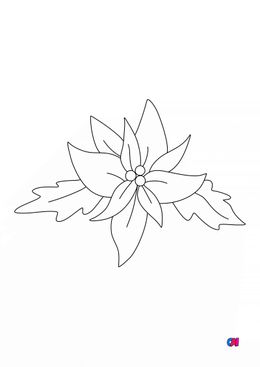 Coloriage de Noël - Poinsettia la fleur de l’hiver