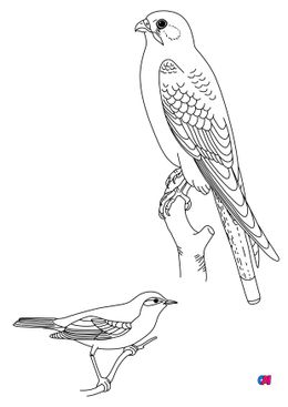 Coloriage d'oiseau - Des oiseaux, un faucon crécelle et un hypolaïs polyglotte