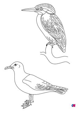 Coloriage d'oiseau - Des oiseaux, un martin-pêcheur et une goéland bourgmestre
