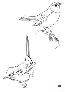 Coloriage d'oiseau - Des oiseaux, une fauvette pitchou et un rougequeue à front blanc