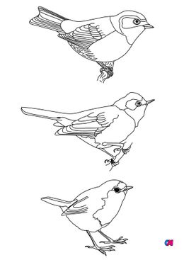 Coloriage d'oiseau - Des oiseaux, une mésange, une fauvette et rouge-gorge