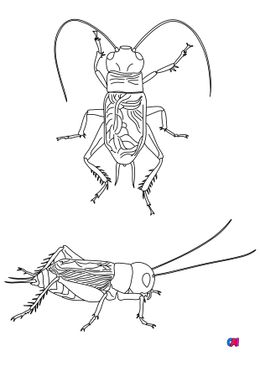 Coloriages d'animaux - Grillon champêtre de face et de profil