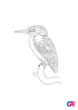 Coloriage d'oiseau - Martin-pêcheur