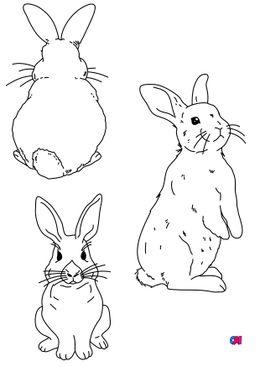 Coloriages d'animaux - Quelques postures pour le lapin