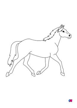 Coloriage de chevaux - Un cheval à fier allure