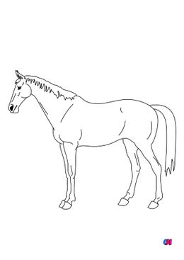 Coloriage de chevaux - Un cheval qui patiente