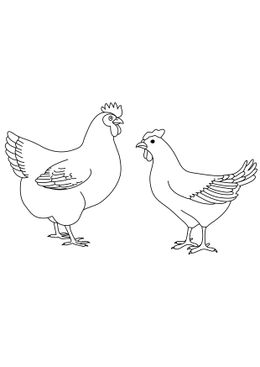 Coloriages d'animaux - Un coq et une poule