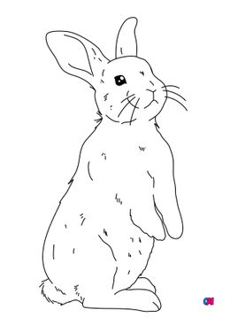 Coloriages d'animaux - Un jeune lapin sur ses pattes arrières