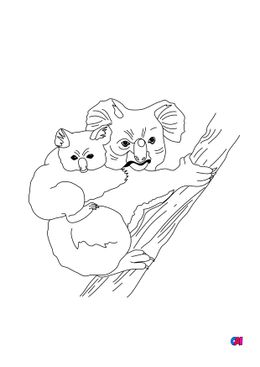 Coloriages d'animaux - Un koala et son bébé