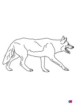 Coloriages d'animaux - Un loup en solitaire