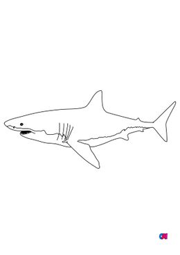 Coloriages d'animaux - Un requin blanc