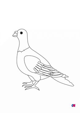 Coloriage d'oiseau - Pigeon