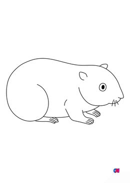 Coloriages d'animaux - Un hamster