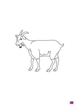 Coloriages d'animaux - Une chèvre 3